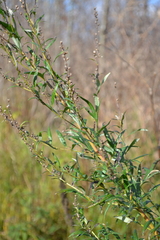 Artemisia vulgaris