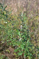 Artemisia vulgaris