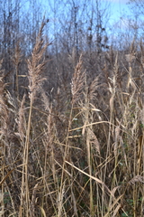 Phragmites australis