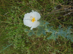 Argemone albiflora texana