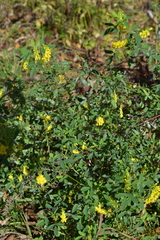 Melilotus officinalis