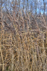 Phragmites australis