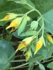 Cerinthe minor