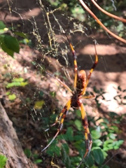 Trichonephila clavipes