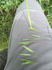 Bromus sterilis