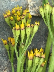 Jacobaea othonnae