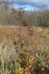 Filipendula ulmaria
