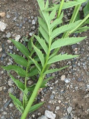 Jacobaea othonnae