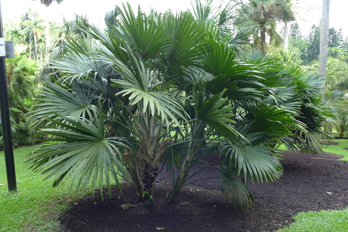 Hainan fan palm (Chuniophoenix hainanensis)