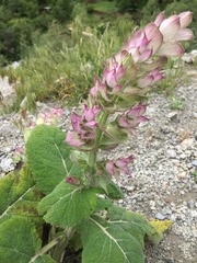 Salvia sclarea