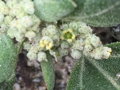 Amaranthus hypochondriacus