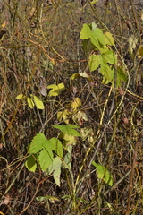 Humulus lupulus