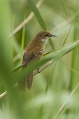 Little Rush Warbler photo 2