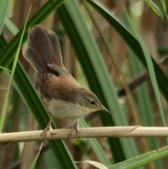 Little Rush Warbler photo 3