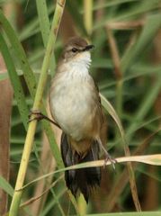 Little Rush Warbler photo 4
