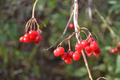 Viburnum opulus