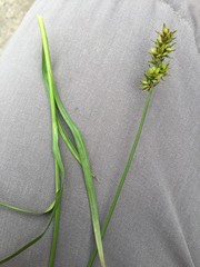 Carex otrubae