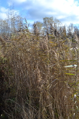 Phragmites australis