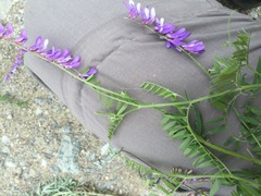 Vicia tenuifolia