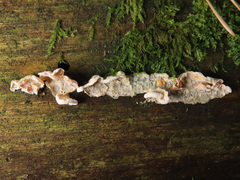 Skeletocutis amorpha