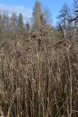 Phragmites australis
