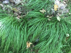 Carex communis