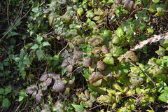 Rubus idaeus