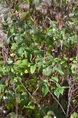Rubus idaeus
