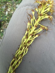 Eremurus spectabilis