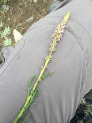 Myricaceae