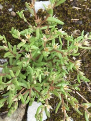 Sedum hispanicum