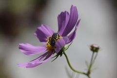 Paragapostemon coelestinus