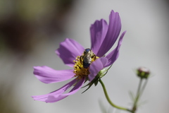 Paragapostemon coelestinus