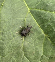 Megalometis spinifer