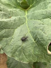 Megalometis spinifer