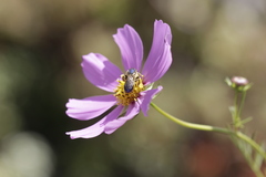 Paragapostemon coelestinus