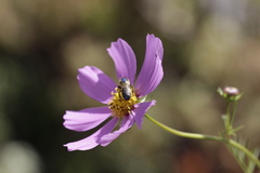 Paragapostemon coelestinus