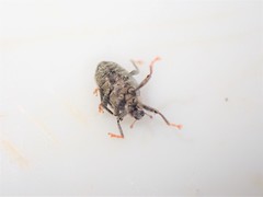 Ceutorhynchus pallidactylus