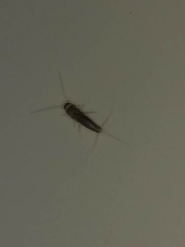 Long-tailed Silverfish photo 4