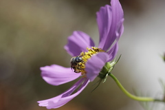 Paragapostemon coelestinus