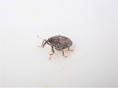 Ceutorhynchus pallidactylus