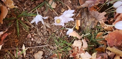 Crocus kotschyanus
