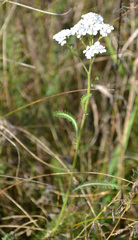 Achillea millefolium
