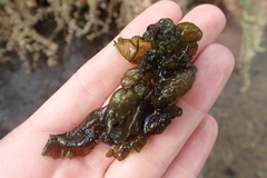 Nostocaceae
