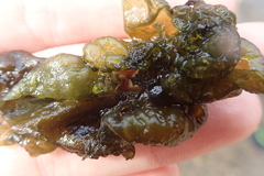 Nostocaceae