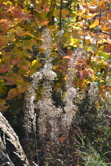 Chamaenerion angustifolium