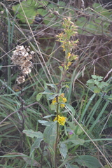 Solidago virgaurea