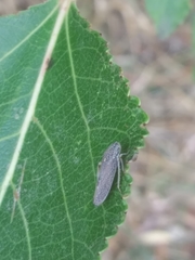 Graphocephala confluens