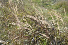 Calamagrostis epigejos