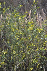 Melilotus officinalis